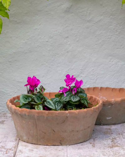dish planter